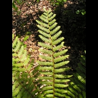Dryopteris Crassirhizoma (fam Dryopteridacees) (Japon) (01)